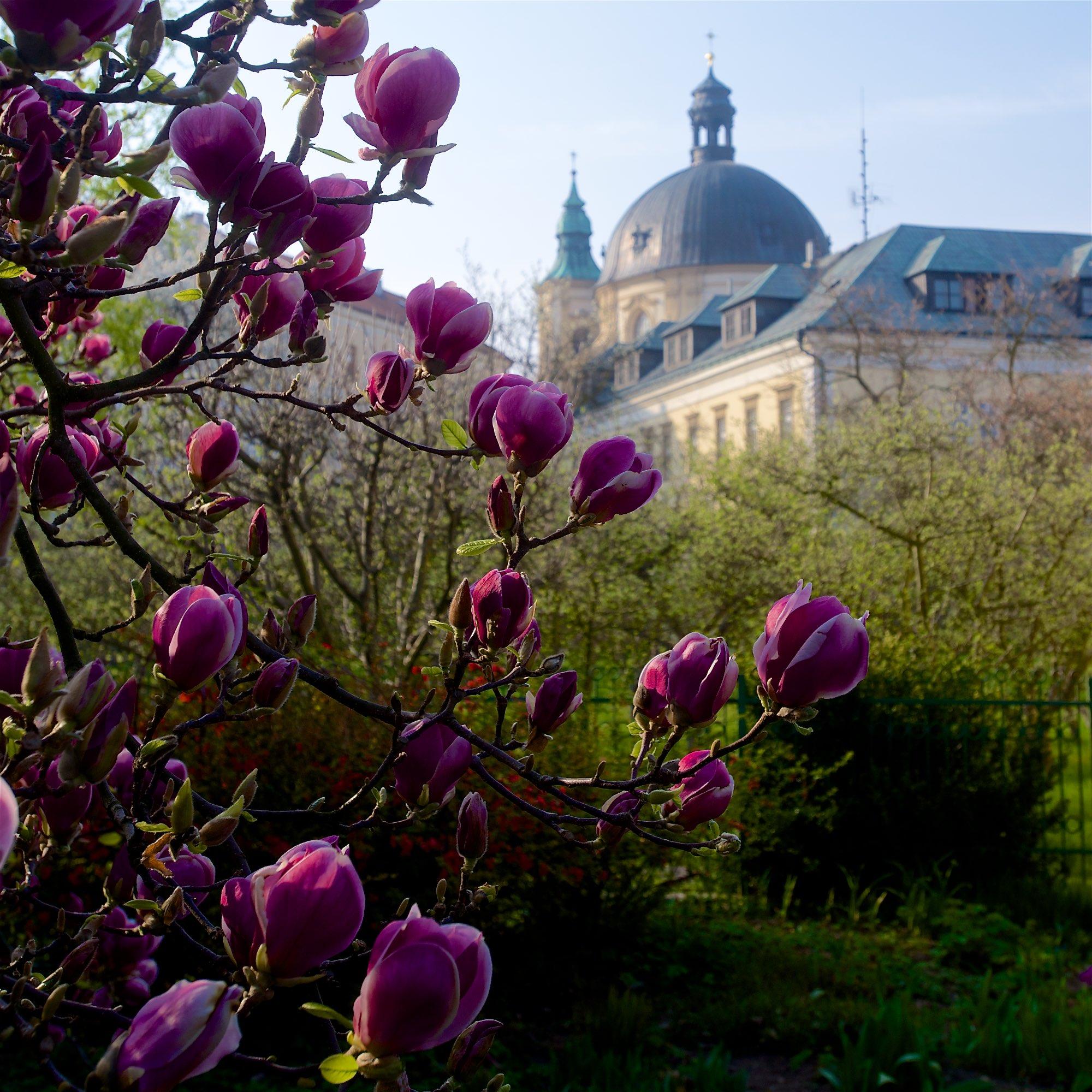 Avec l'arrivée du printemps, les magnolias en fleurs dans les jardins du palais brillent comme de magnifiques bijoux. - © Tomas Vrtal
