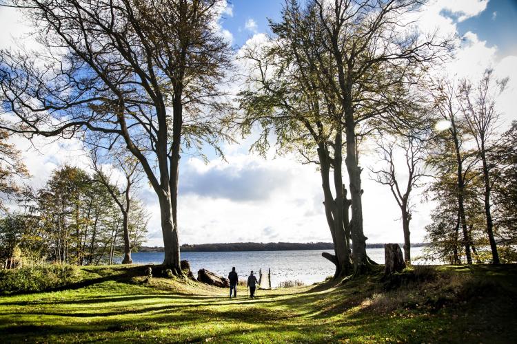 An alley of beautiful old trees, called "The Queen's Beeches," runs from Lake Esrum and was planted in the early 18th century by King Frederick IV. – © Sune Magyar / Parforcejagtlandskabet i Nordsjælland