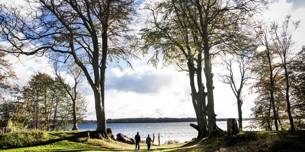 An alley of beautiful old trees, called "The Queen's Beeches," runs from Lake Esrum and was planted in the early 18th century by King Frederick IV. – © Sune Magyar / Parforcejagtlandskabet i Nordsjælland