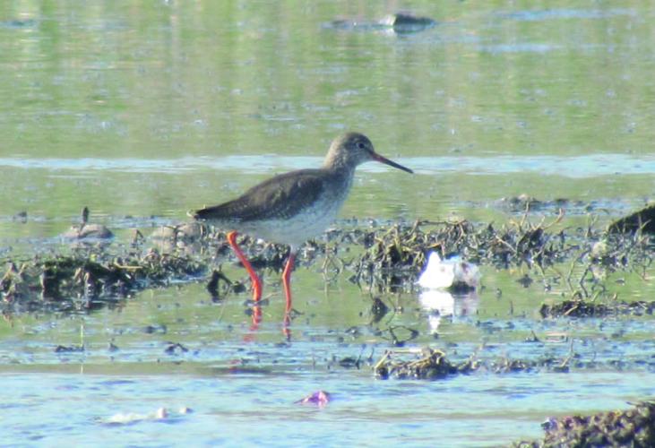 The common redshank – © F. Rakhimov