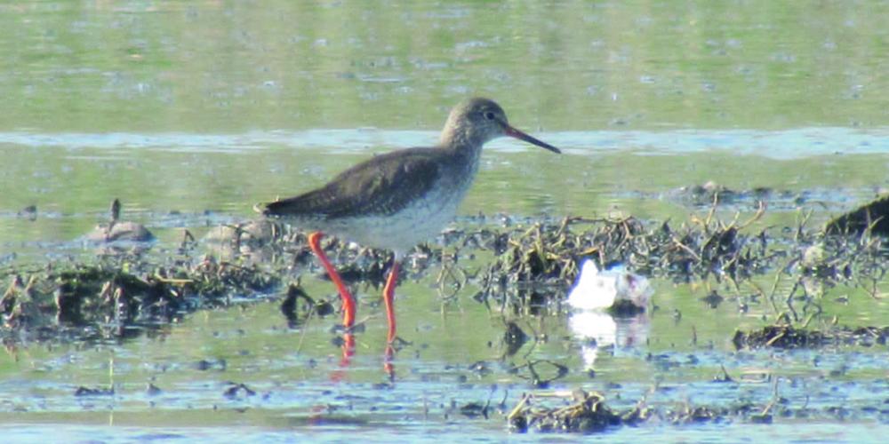 The common redshank – © F. Rakhimov The common redshank – © F. Rakhimov