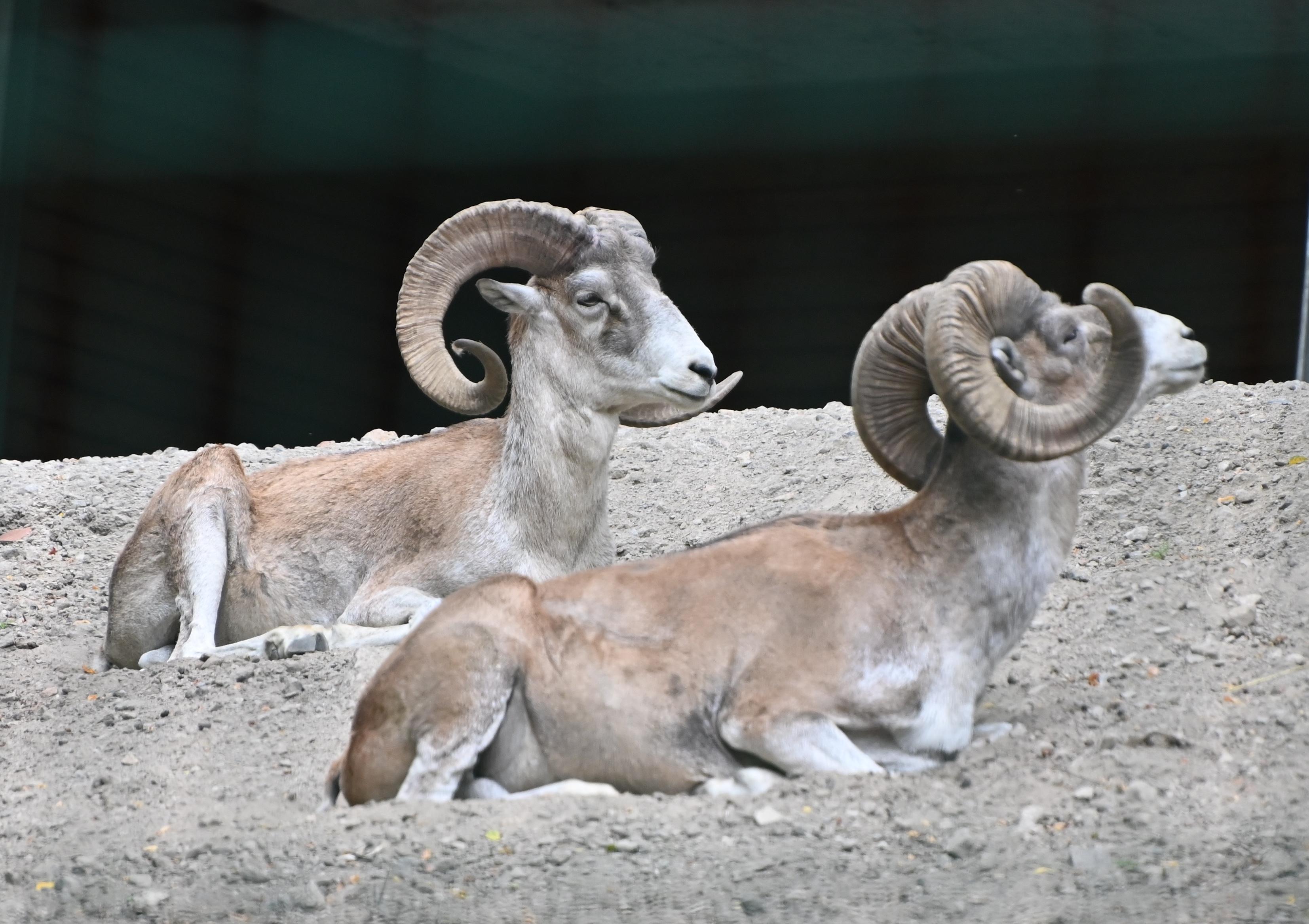 Marco Polo sheep © SuperPapero