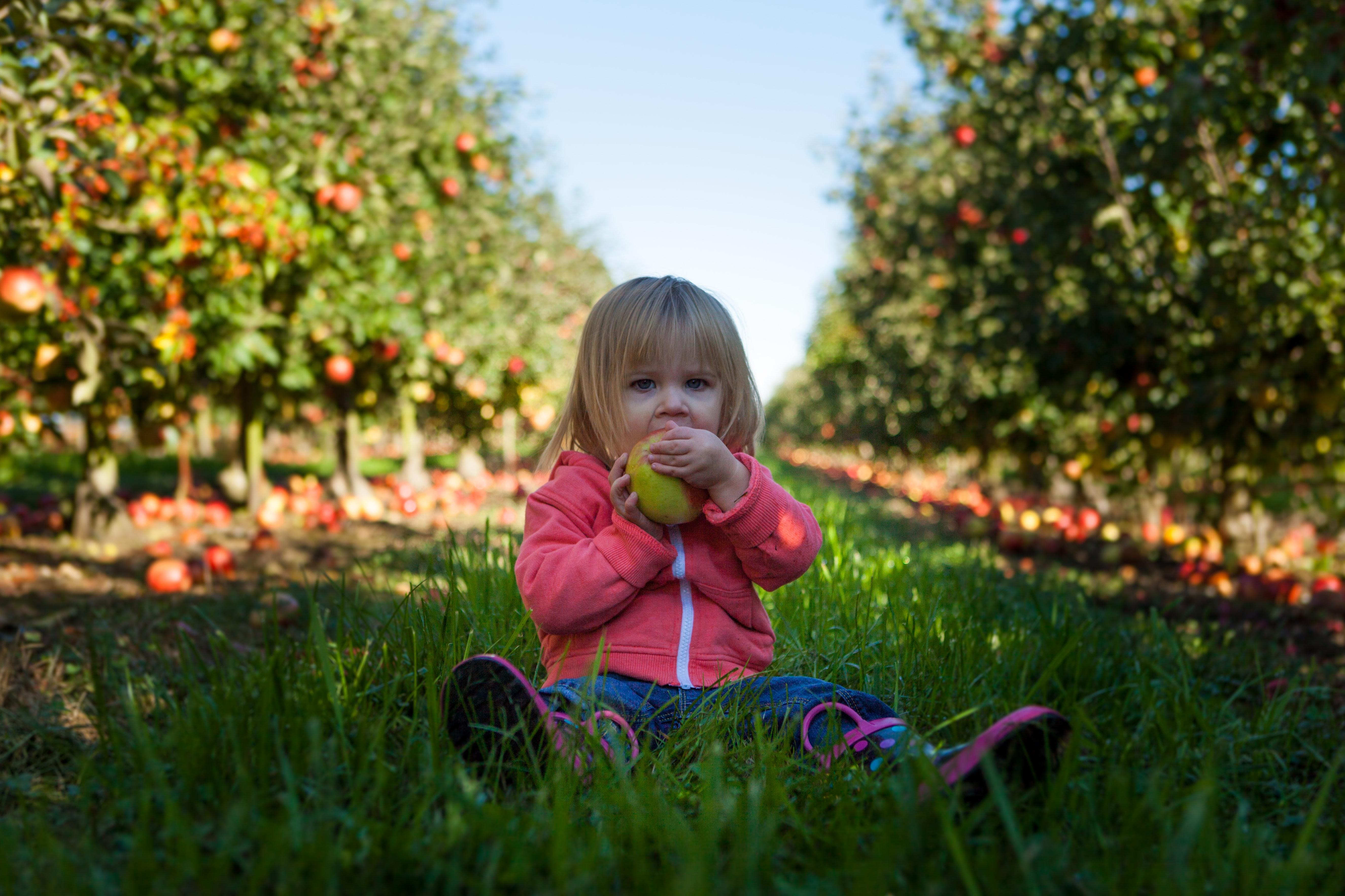 Young child in apple orchard © Patrick Fore / Unsplash