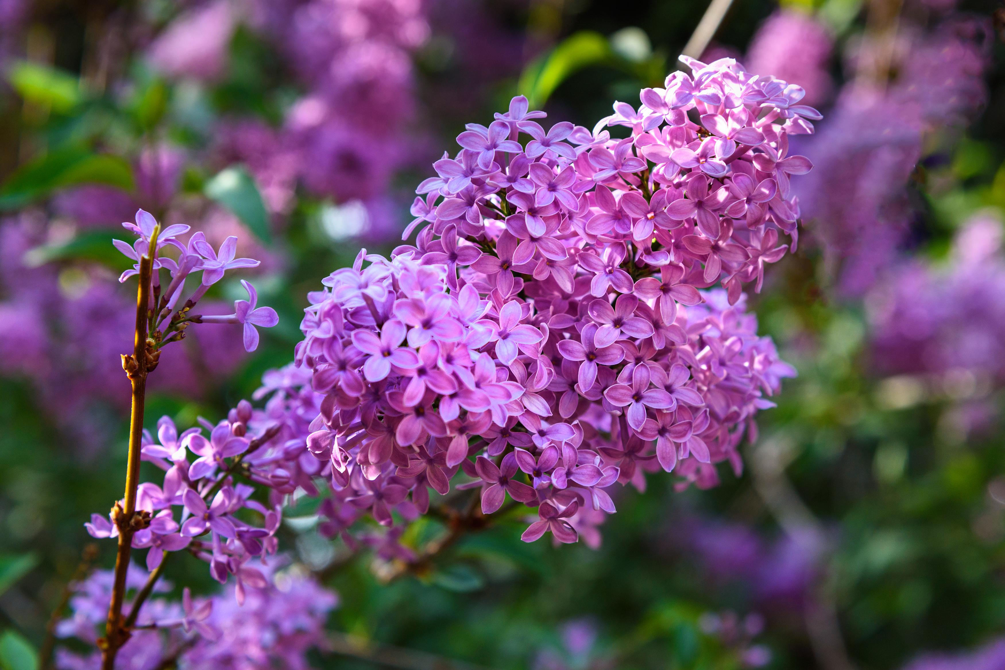 Syringa blooming in Eram Garden © Elena Odareeva / Shutterstock