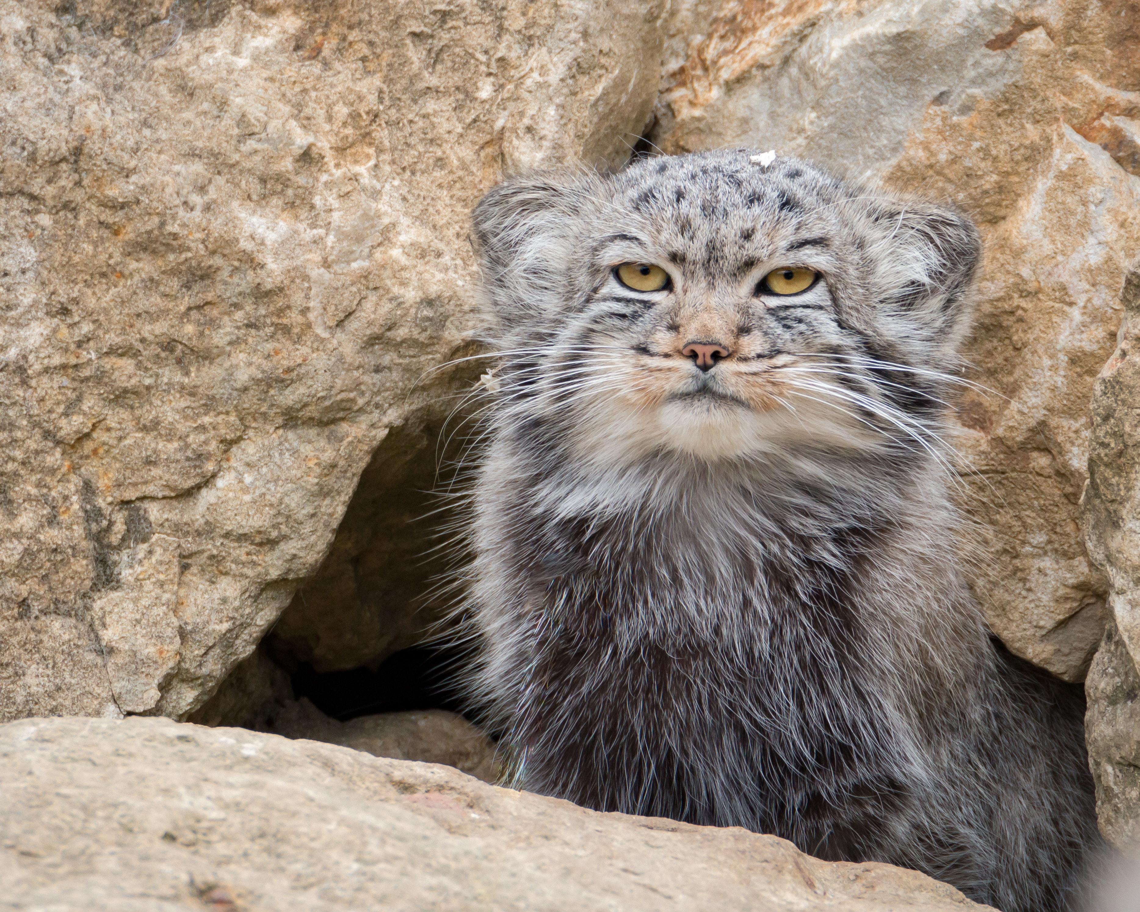 Pallas's cat in Kyrgyzstan © Radovan Zierik / Pexels