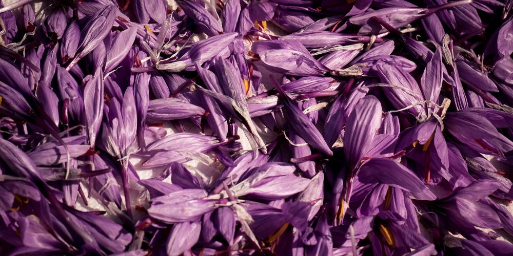 The marvelous violet saffron flowers. – © Andrea Miserocchi / Italian Stories The marvelous violet saffron flowers. – © Andrea Miserocchi / Italian Stories