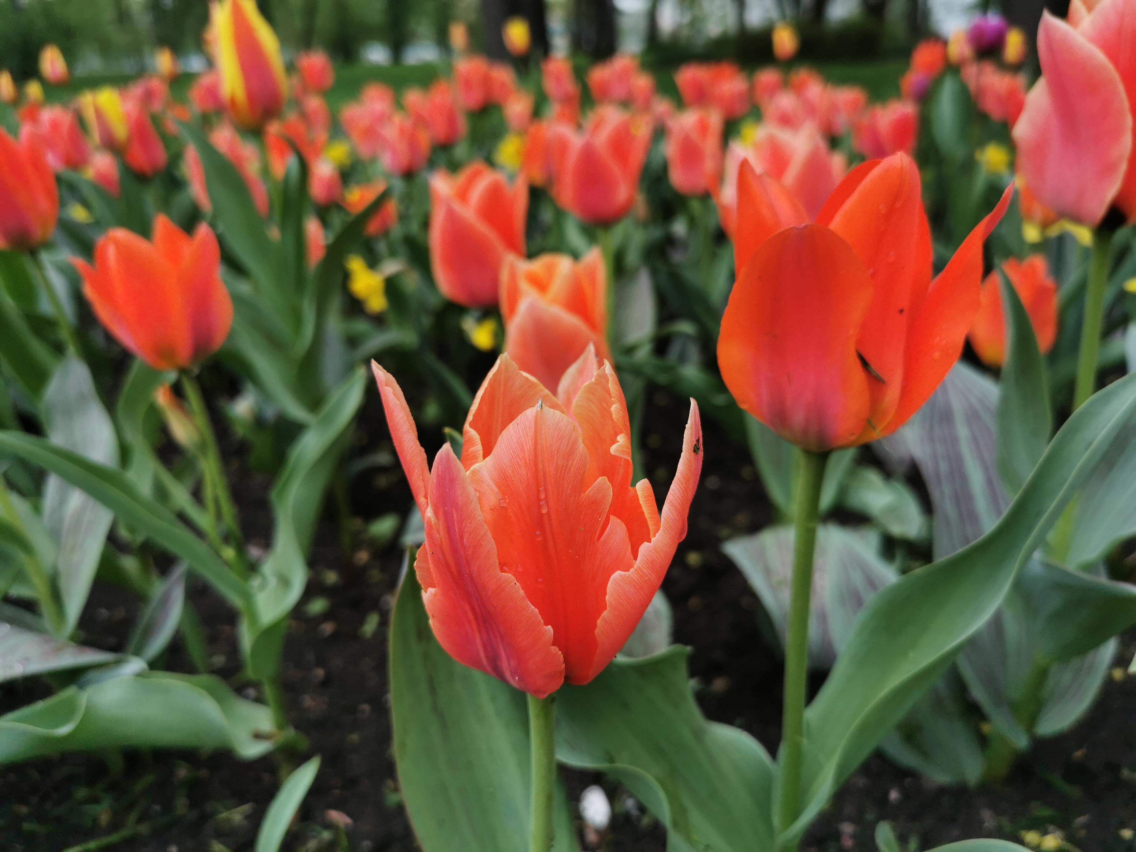 The unique shape of Greig Tulips © Helen198 / Shutterstock