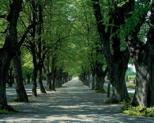 The garden has an outer frame of four linden tree-lined avenues. The oldest lindens are from Hedvig Eleonora’s time. – © Åke Eson Lindman
