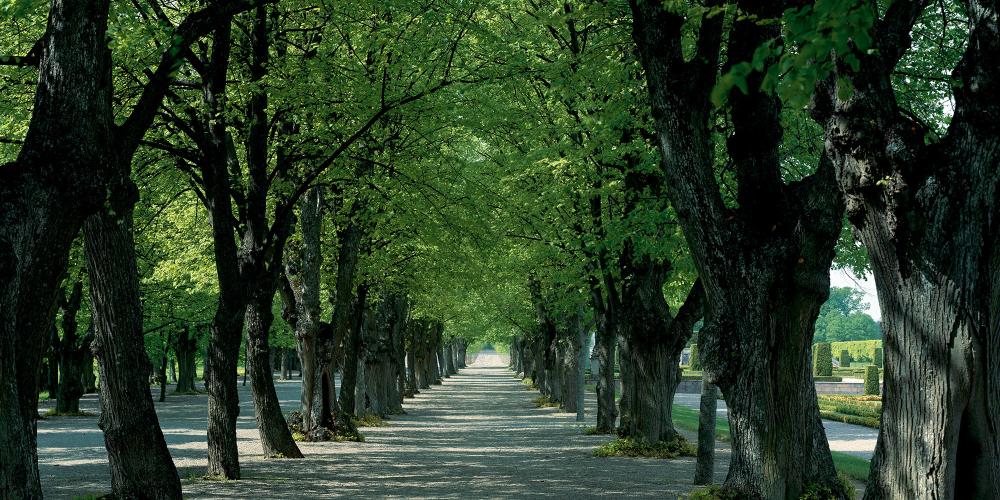 Le jardin est encadré par quatre avenues bordées de tilleuls. Les plus vieux tilleuls datent de l'époque de Hedvig Eleonora. – © Åke Eson Lindman