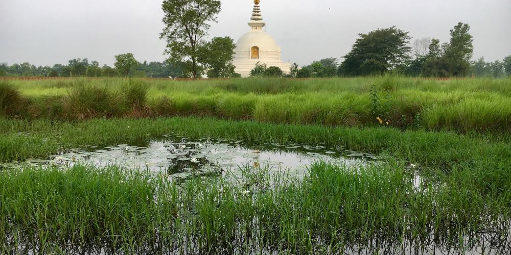 Lumbini Crane Sanctuary is adjacent to the World Peace Pagoda and provides stunning views of the stupa across the wetlands – © Frank Biasi