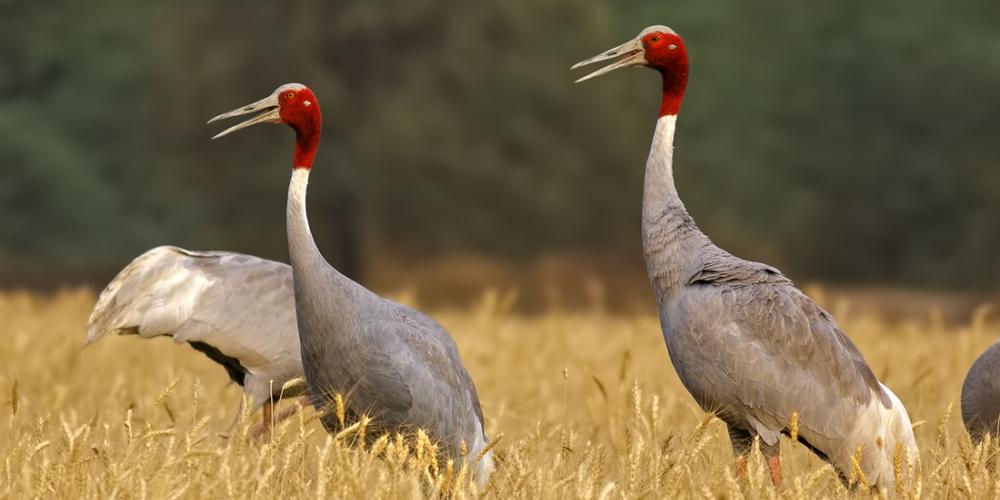 Sarus cranes live in pairs, never separating from their partner for a single moment. – © Rupal Vaidya / Flickr