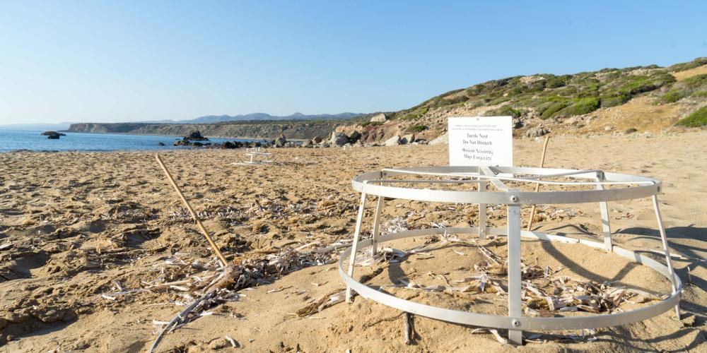 A protected loggerhead turtle nest on the beach at Akamas. – © Michael Turtle