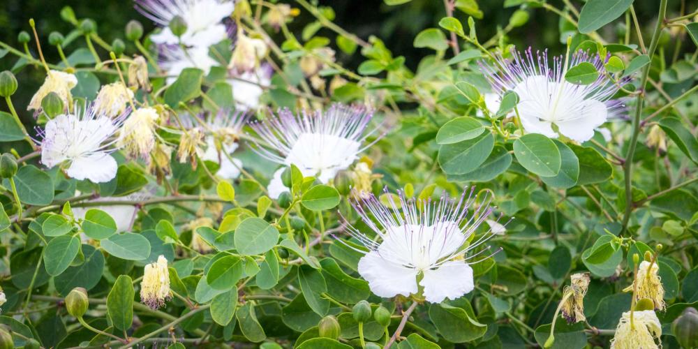 Caper bush (Capparis spinosa), found throughout the park, produces beautiful flowers as well as caper fruit, a delicious staple of Mediterranean cuisine . – © Michael Turtle