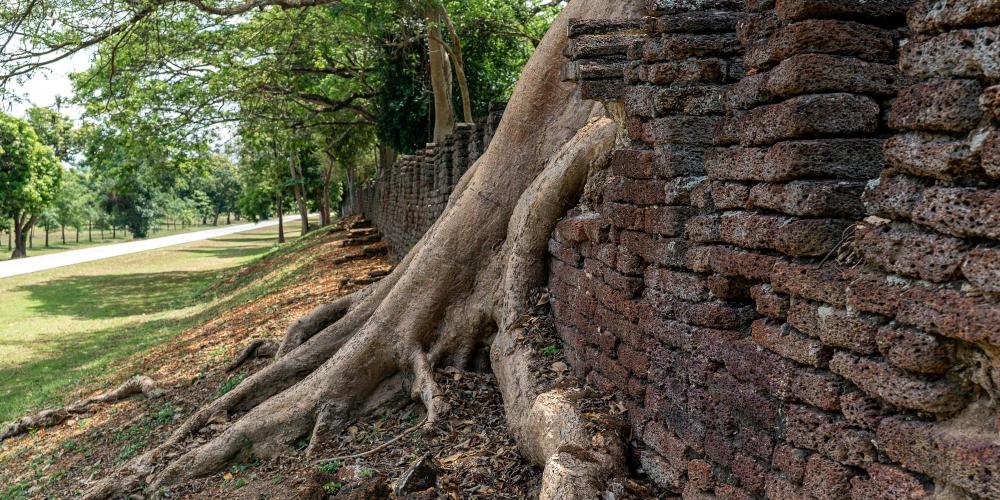 Trees grow through the defensive wall made of laterite bricks that stretches around the historic city for 5.3 kilometres. – © Michael Turtle