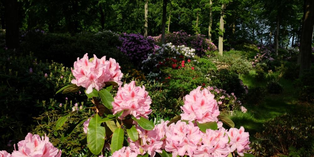 At the free park in Nivaagaard, you can find more than 800 varieties of rhododendron. – © The Nivaagaard Collection