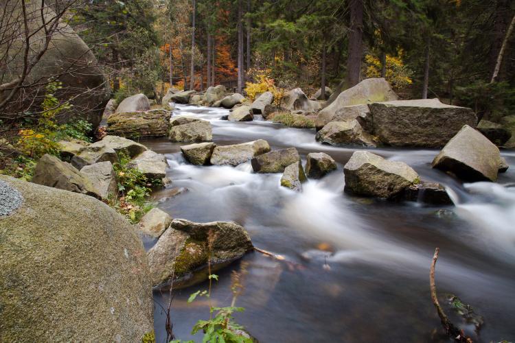 You'll find beautiful rivers and many different plants in the forests of the Harz Mountains. – © GOSLAR marketing gmbh