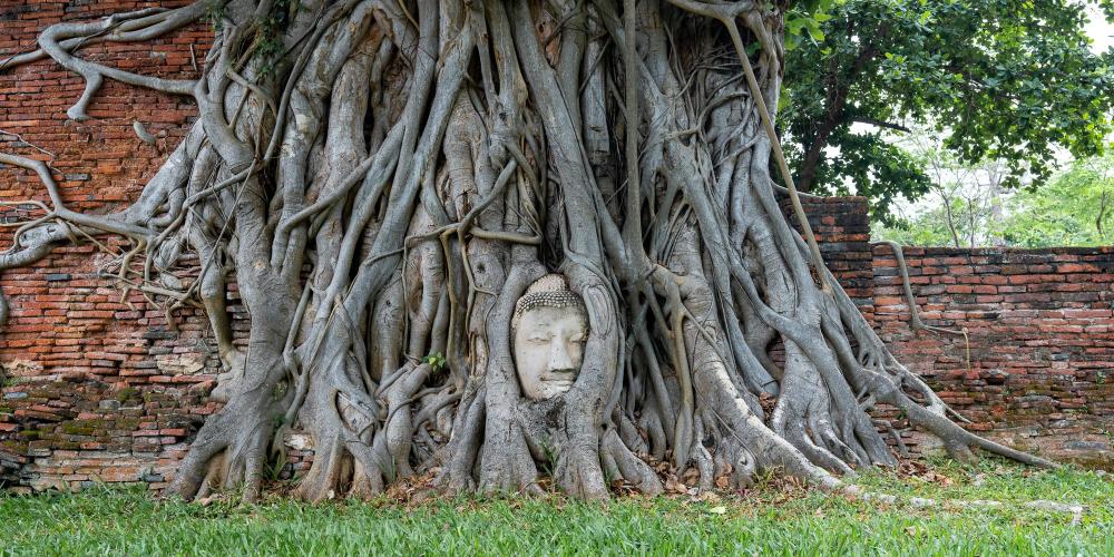 One of the most iconic images of the Ayutthaya Historical Park is this head of a Buddha statue that has been embraced by the roots of a tree. – © Michael Turtle