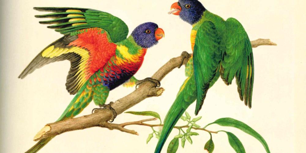 Australian parrot rainbow lorikeet in Ferdinand Bauer image, watercolour. – © Paul Martyn Cooper - Images of nature The Bauer Brothers Australian parrot rainbow lorikeet in Ferdinand Bauer image, watercolour. – © Paul Martyn Cooper - Images of nature The Bauer Brothers