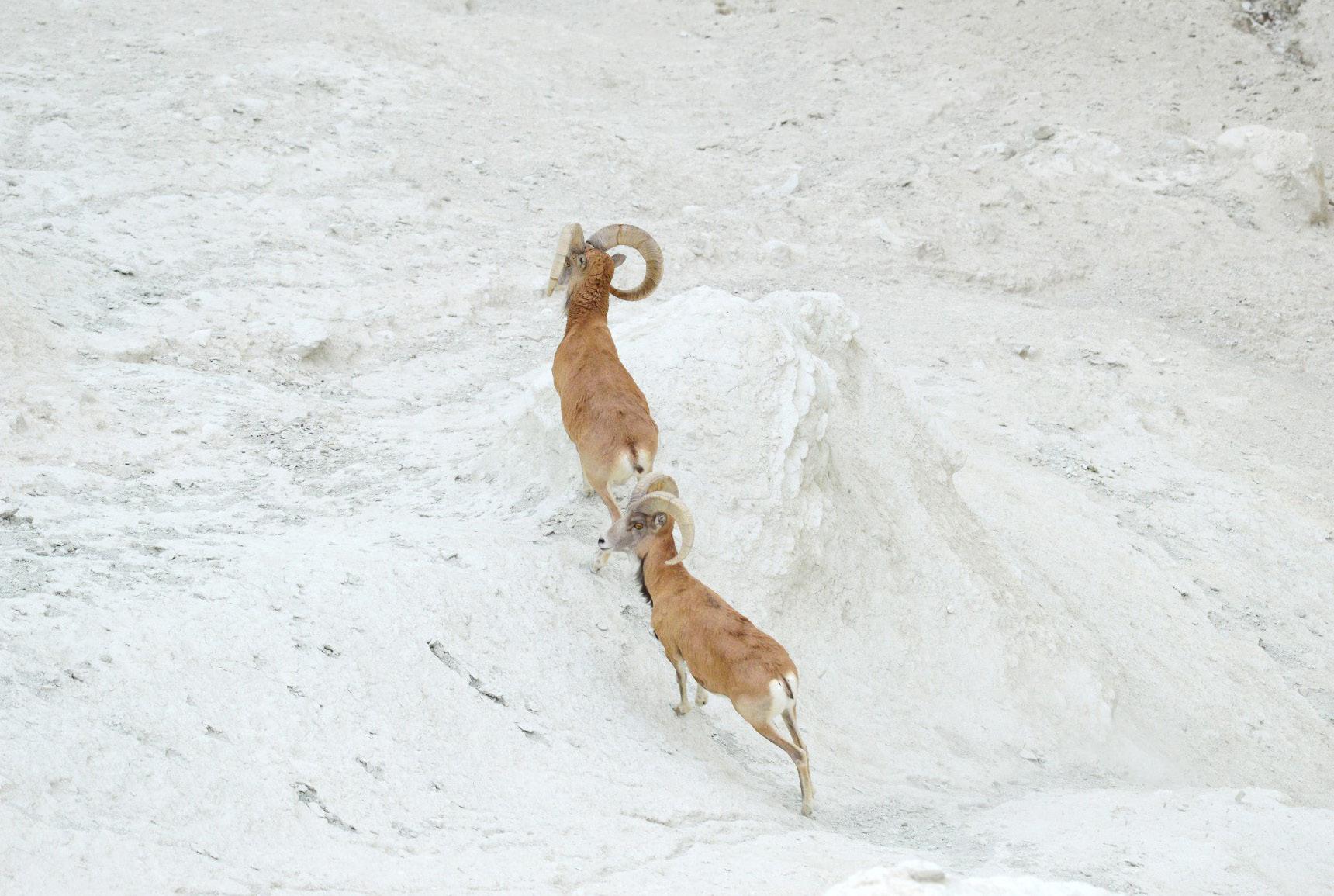 Wild sheep known as urials – © V. Soldatov