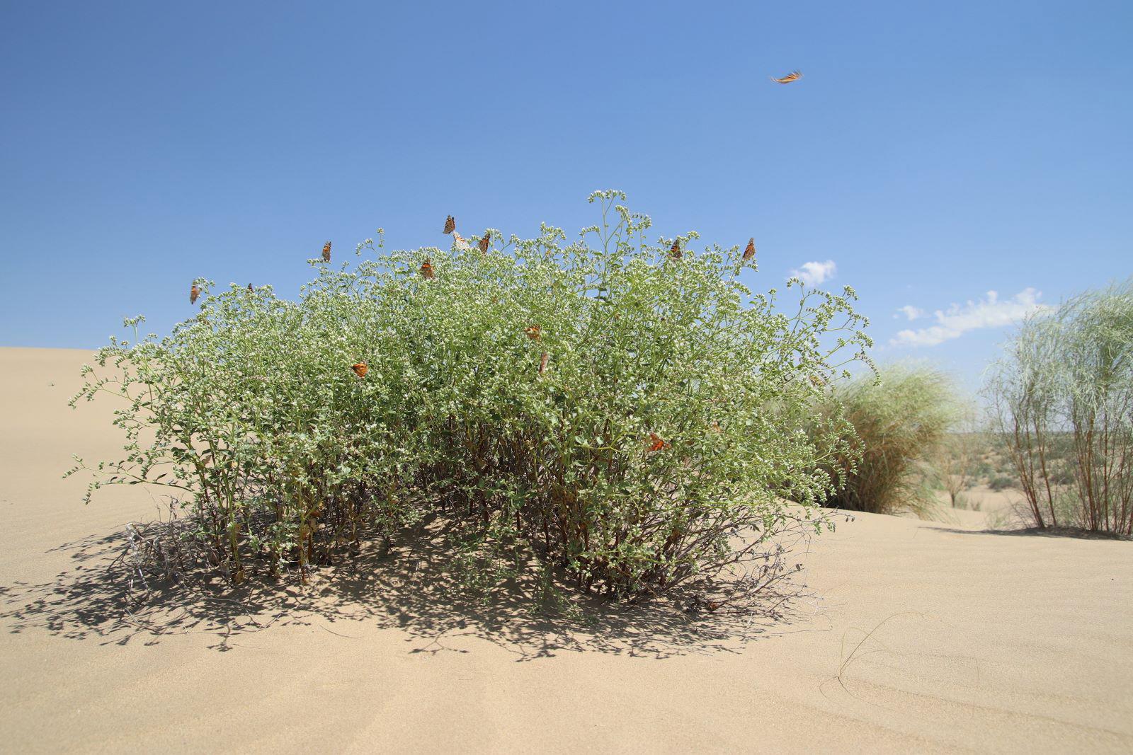 Butterflies enjoy the nectar of the Heliotropium grande – © J. Wunderlich