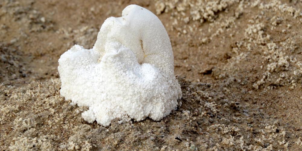 Salt sediment in Lut Desert. – © Mehran Maghsoudi Salt sediment in Lut Desert. – © Mehran Maghsoudi