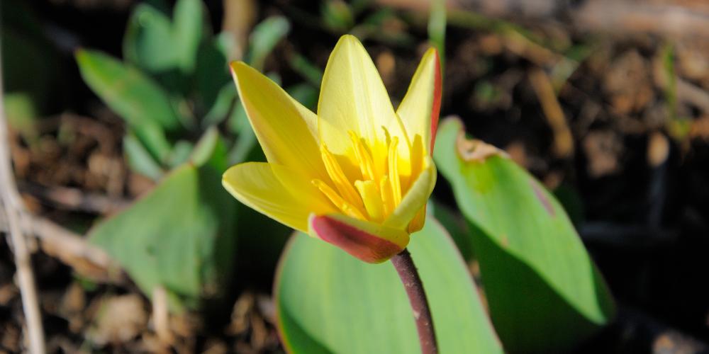 Kaufmann's tulip in the spring – Photo by Nina Alizada