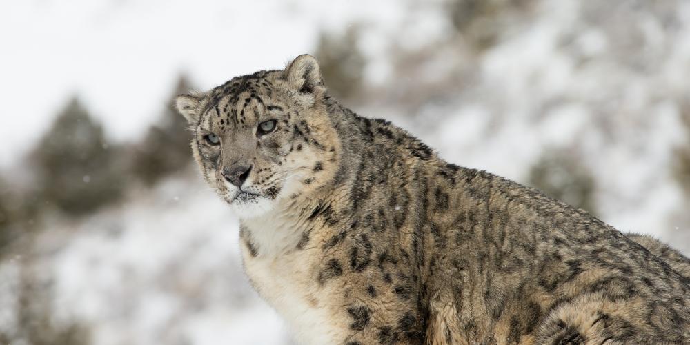 Snow leopard in Uzbekistan