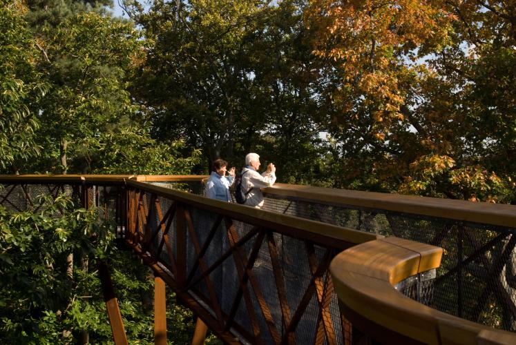 The Treetop Walkway offers visitors a rare insight into the ecosystem of the forest canopy teeming with birds, insects, lichens and fungi. – © RBG Kew