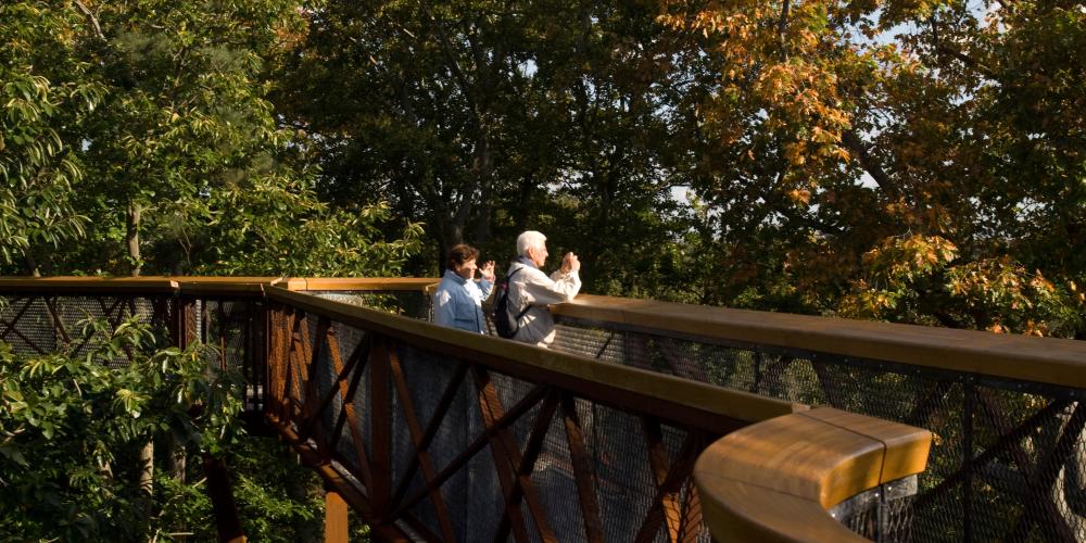 The Treetop Walkway offers visitors a rare insight into the ecosystem of the forest canopy teeming with birds, insects, lichens and fungi. – © RBG Kew