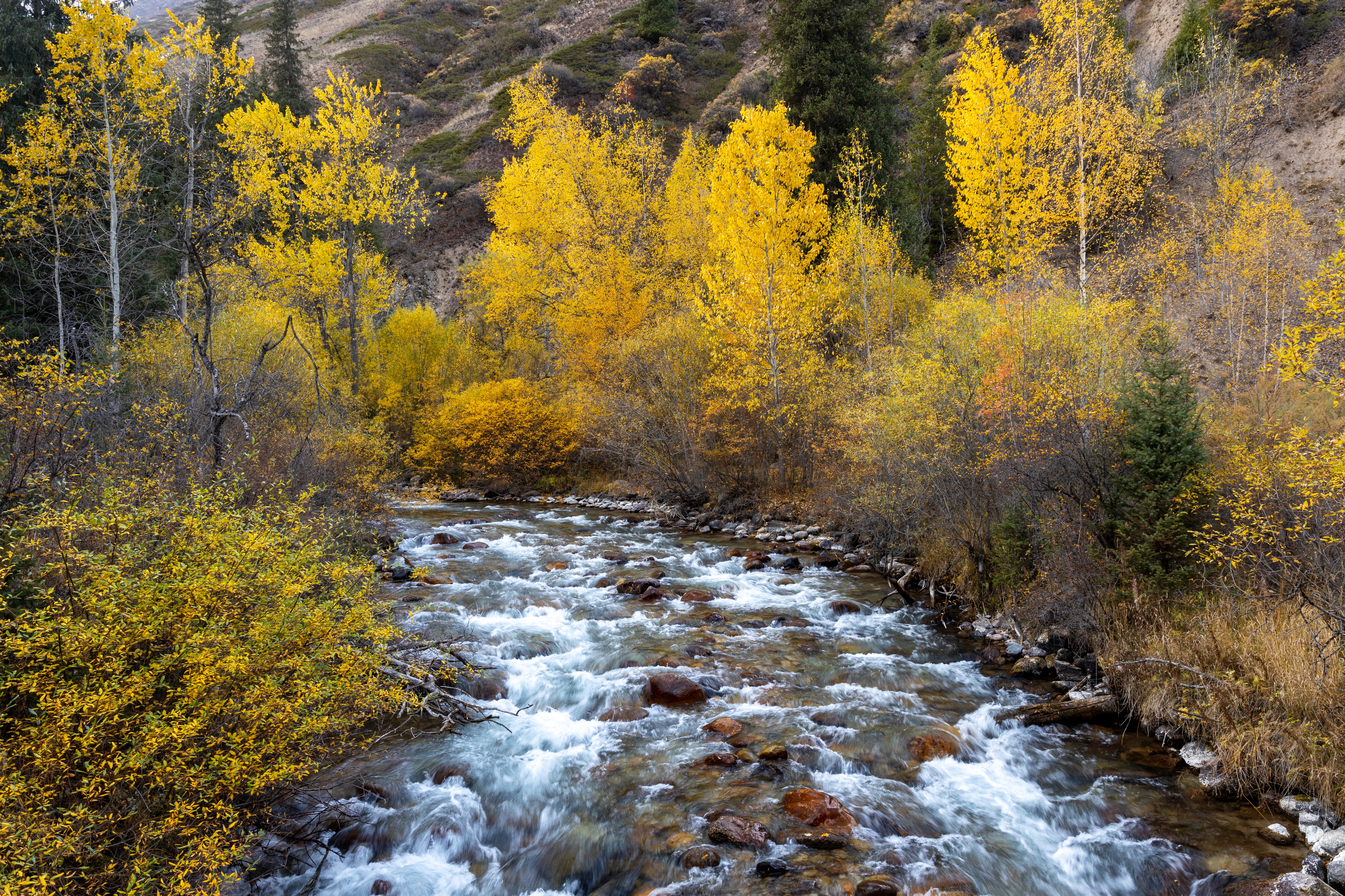 River flowing through the woods of the Ile-Alatau National Park – © Kira0Kirina / Shutterstock River flowing through the woods of the Ile-Alatau National Park – © Kira0Kirina / Shutterstock