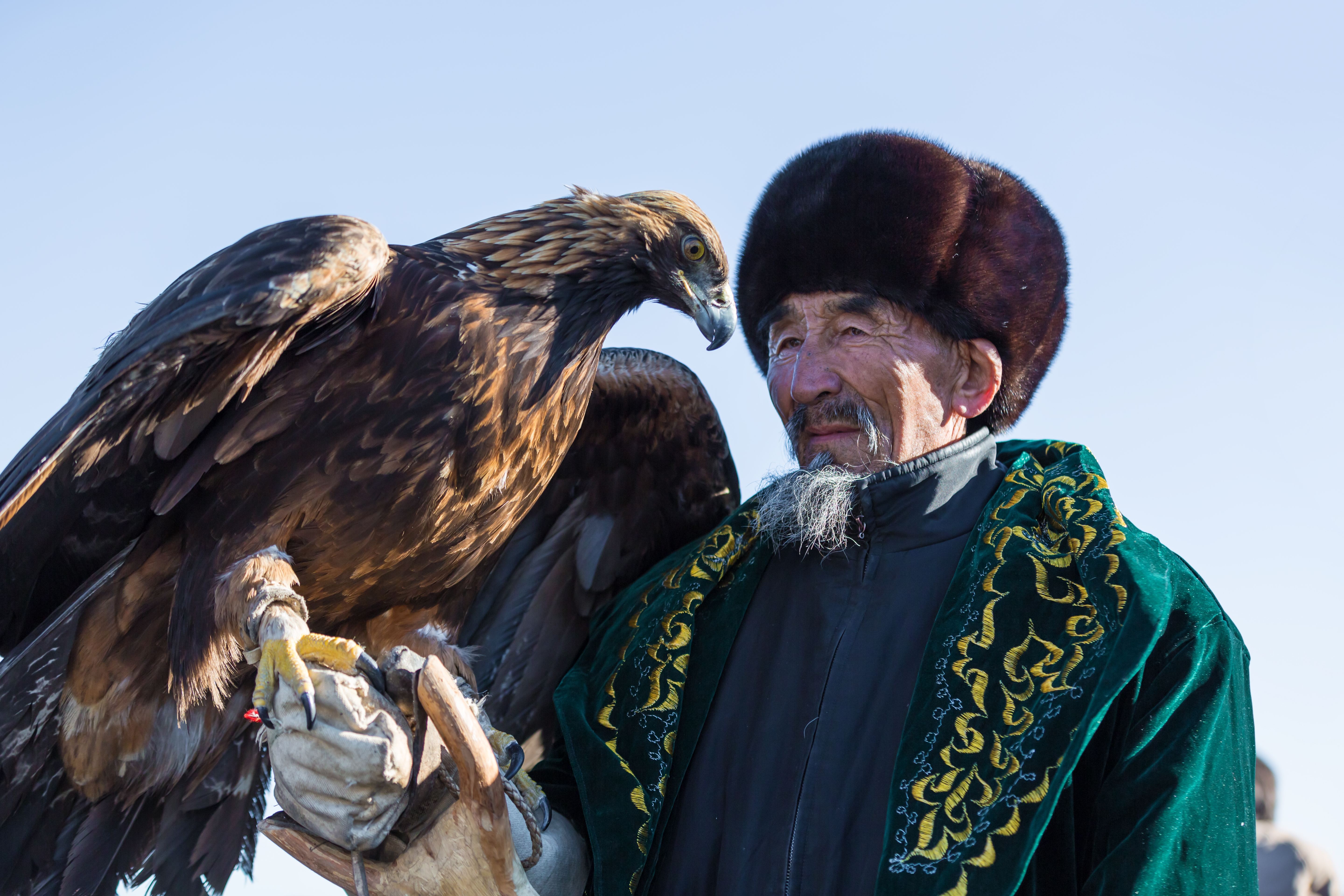 A golden eagle spreading its wings – © Alexandr Vlassyuk / Shutterstock