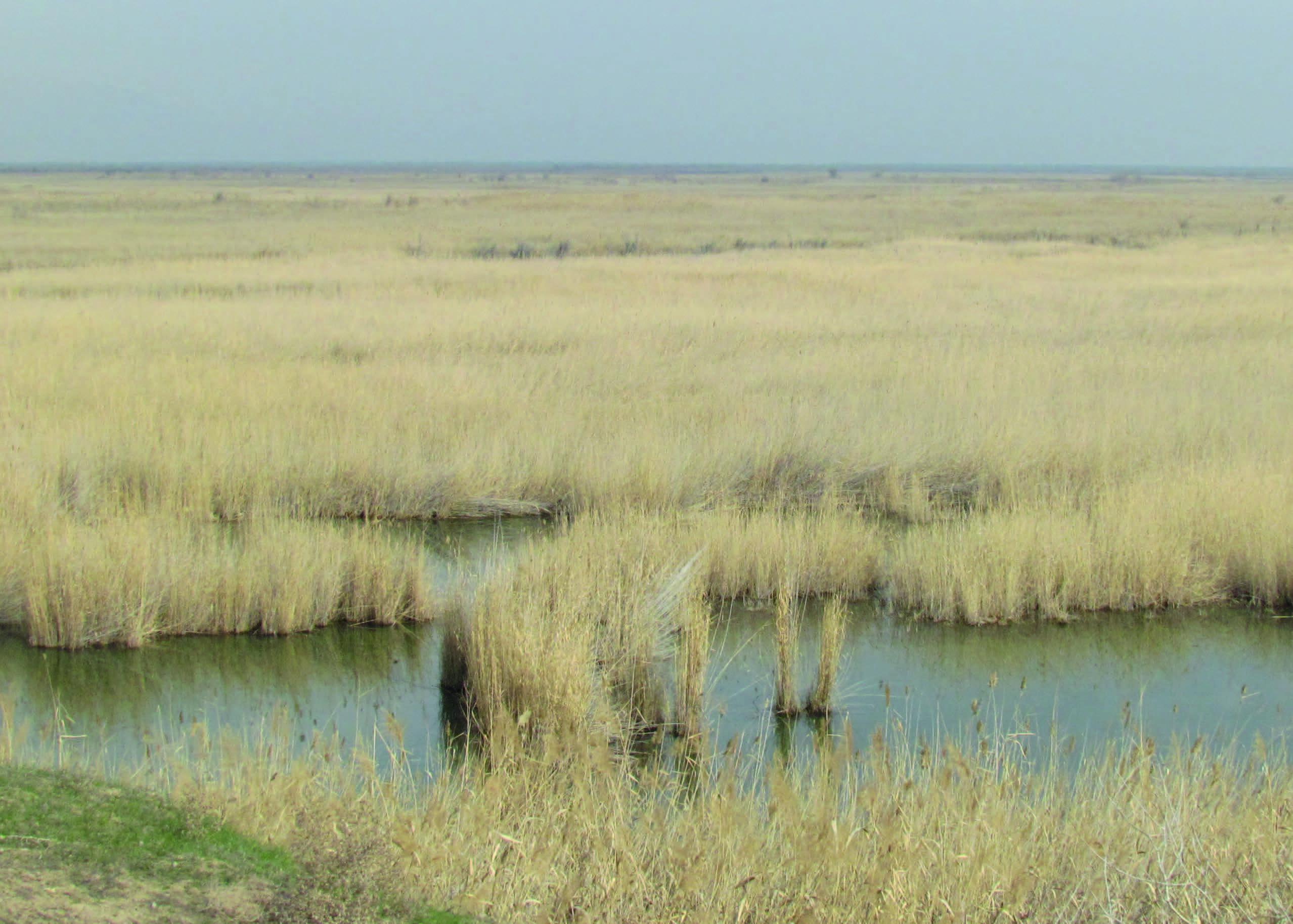 Wetlands near the cordon Brick Lake – © F. Rakhimov