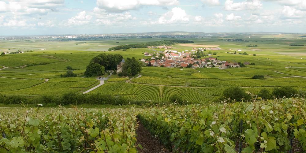 Vignobles et ville d'Ecueil – © Michel Guillard Vignobles et ville d'Ecueil – © Michel Guillard