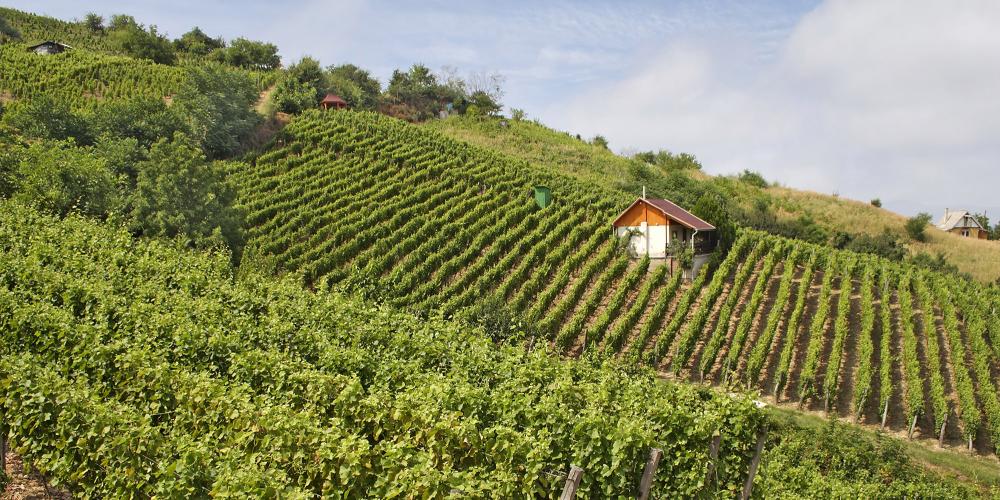 The Tokaj Region is made up of about 30 villages and towns, each with their own vineyards and wineries. – © Pecold / Shutterstock The Tokaj Region is made up of about 30 villages and towns, each with their own vineyards and wineries. – © Pecold / Shutterstock