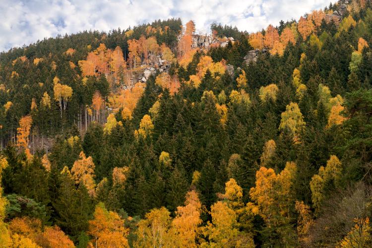 Beautiful autumn colours immerse the Harz Mountains in warm light. – © GOSLAR marketing gmbh