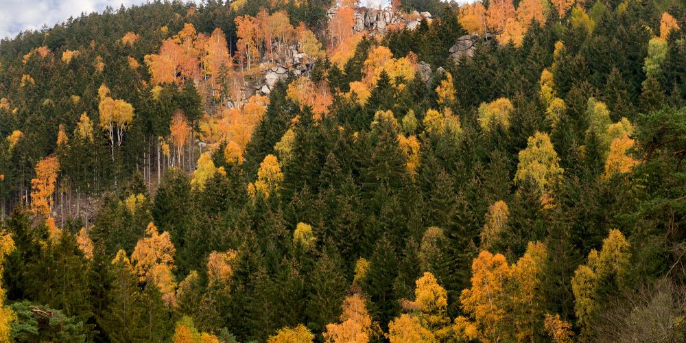 Beautiful autumn colours immerse the Harz Mountains in warm light. – © GOSLAR marketing gmbh Beautiful autumn colours immerse the Harz Mountains in warm light. – © GOSLAR marketing gmbh