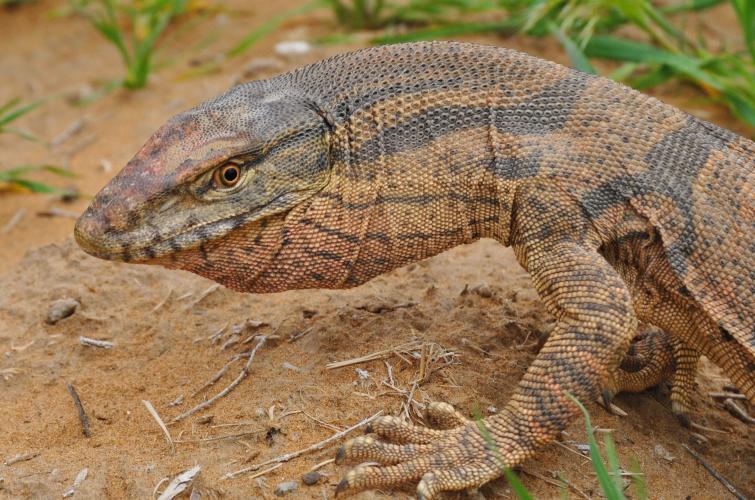 A desert monitor – © T. Abduraupov