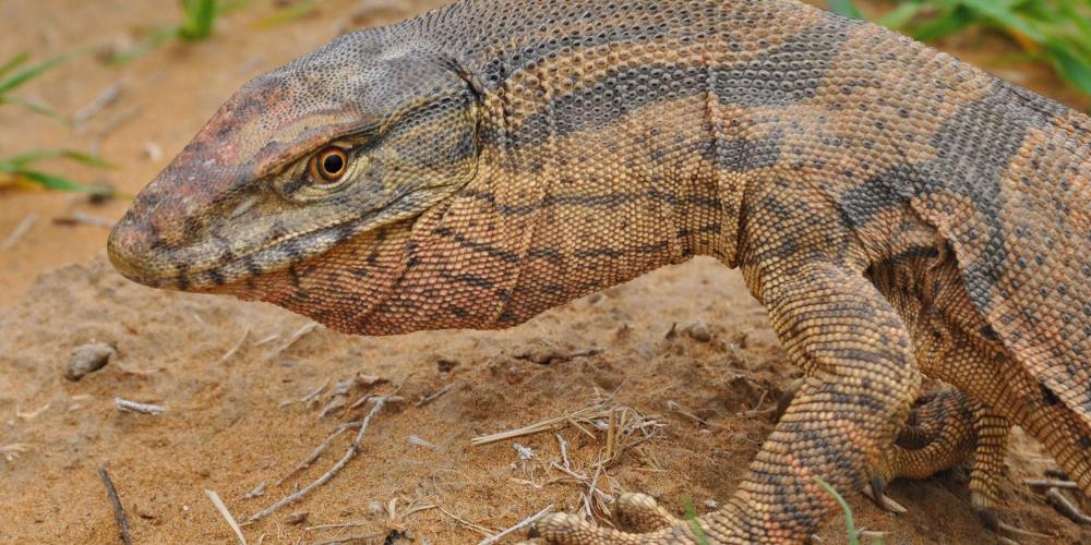 A desert monitor – © T. Abduraupov A desert monitor – © T. Abduraupov