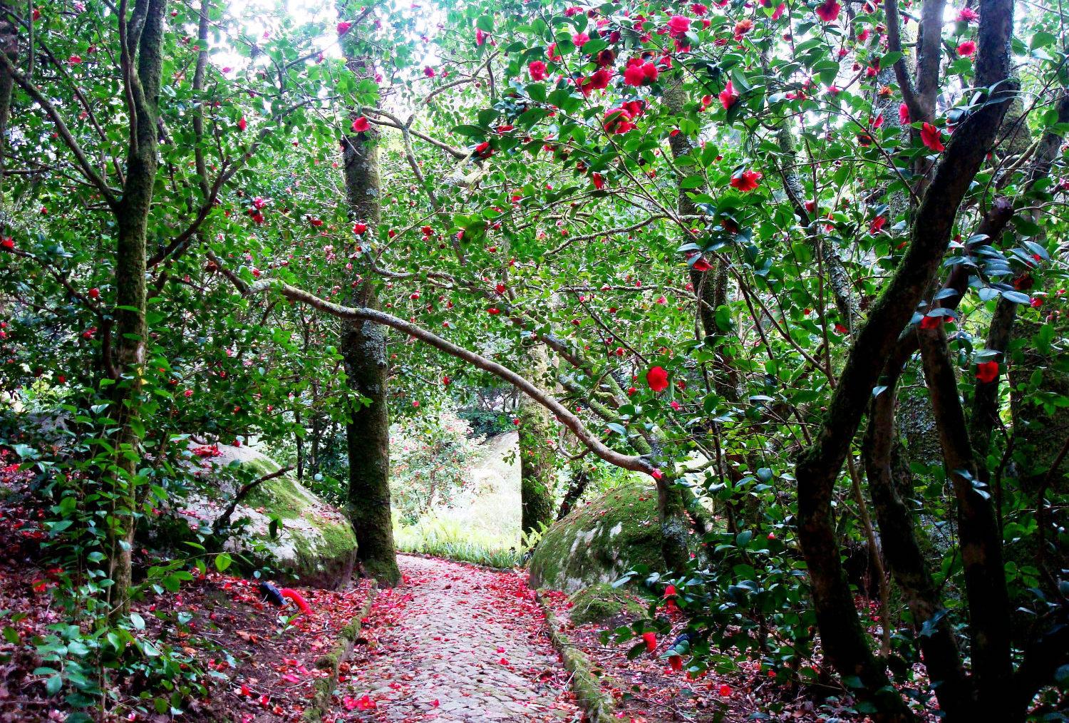 Las camelias florecen y dejan caer sus pétalos en invierno (entre noviembre y abril), añadiendo belleza y atractivo al Parque de la Pena fuera de temporada. - © PSML / Nuno Oliveira's off-season beauty and appeal. – © PSML / Nuno Oliveira