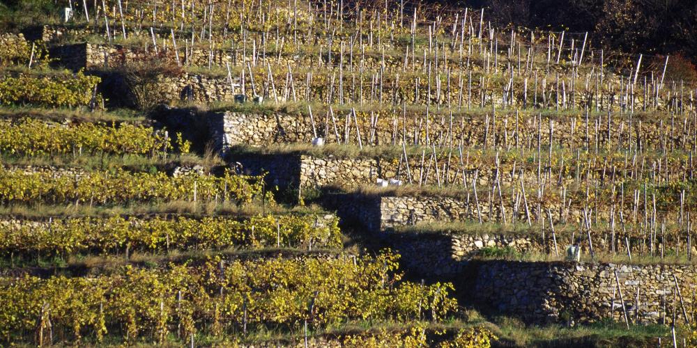 More than 60 percent of the vineyard acreage in the Wachau is on terraces of dry stone walls, many of which date back more than a thousand years. – © Gregor Semrad