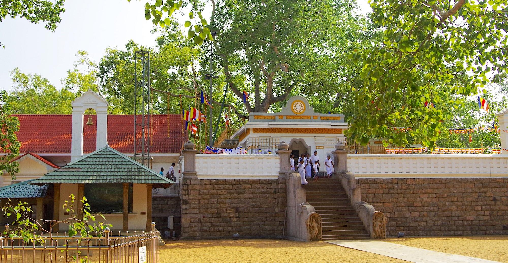 Jaya Sri Maha Bodhi tree at Anuradhapura, Sri Lanka is said to be a clone of India's Sri Maha Bodhi at Bodh Gaya, under which Lord Buddha attained Enlightenment. – © Balou46 / Wikimedia Foundation