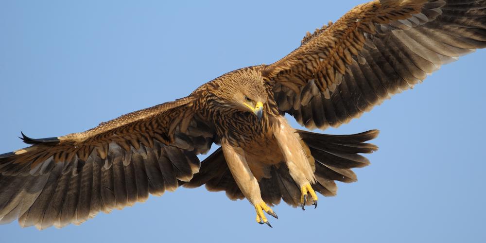 Eastern Imperial Eagle in flight