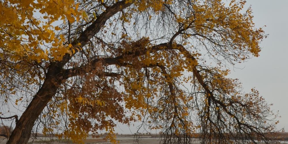 Consider a fall stroll under the leaves © Makset Khabibullaev