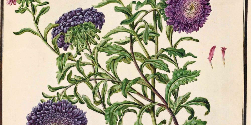 China aster. Watercolour by the Bauer brothers, before 1788, Codex Liechtenstein – © Hans Walter Lack - The Bauers