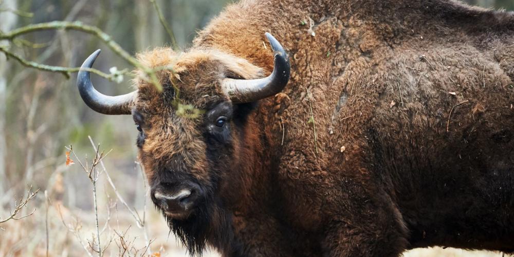 European Bison are a recognisable symbol of Poland. The threatened species is strictly protected here, where it breeds in the wild and in breeding centres, including one in Niepołomice Forest. – © ArCaLu