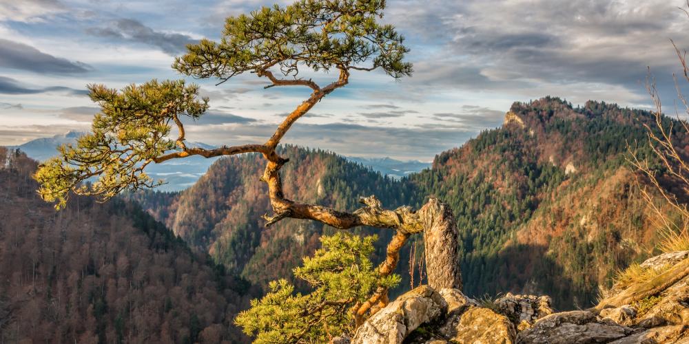 Le sentier de randonnée à travers les montagnes Piénines amène au sommet du mont Sokolica, au-dessus de ses gorges de 310 mètres de profondeur et de ses falaises ornées de pins plusieurs fois centenaires, dont le plus ancien a 500 ans. – © Piotr Szpakowski Le sentier de randonnée à travers les montagnes Piénines amène au sommet du mont Sokolica, au-dessus de ses gorges de 310 mètres de profondeur et de ses falaises ornées de pins plusieurs fois centenaires, dont le plus ancien a 500 ans. – © Piotr Szpakowski