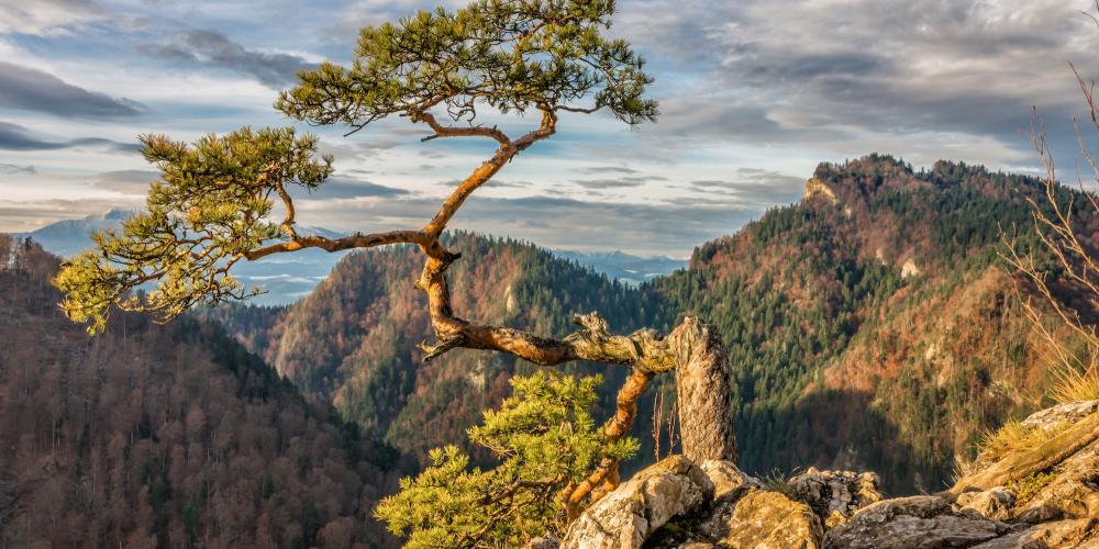 The hiking trail through the Pieniny Mountains reaches the summit of Mount Sokolica, high above its 310-metre gorge and cliffs adorned with relic pine trees, the oldest of which is 500 years old. – © Piotr Szpakowski