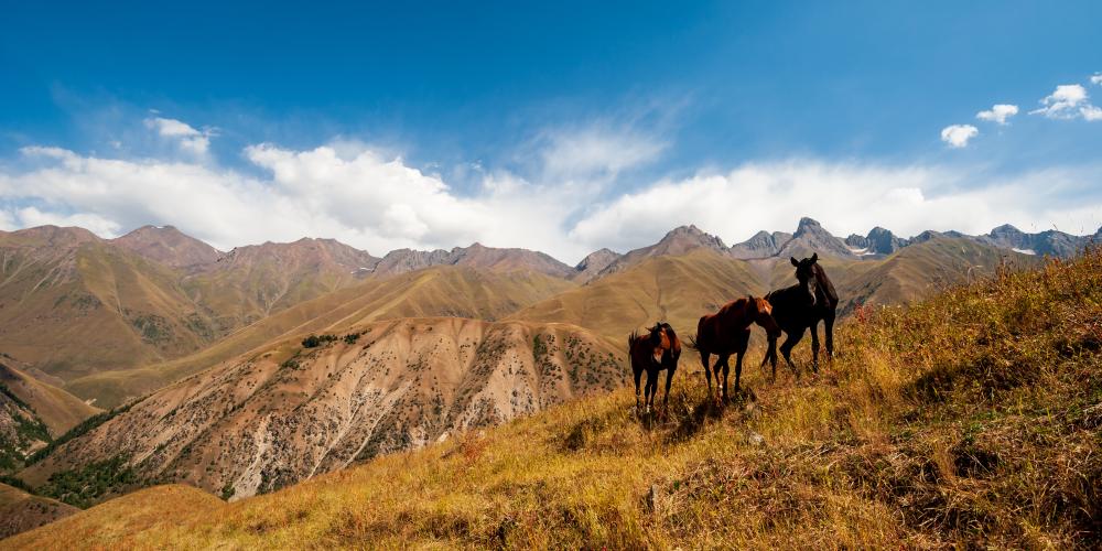Three wild horses on pasture in high mountains near Sary Chelek Lake – © Baisa / Shutterstock