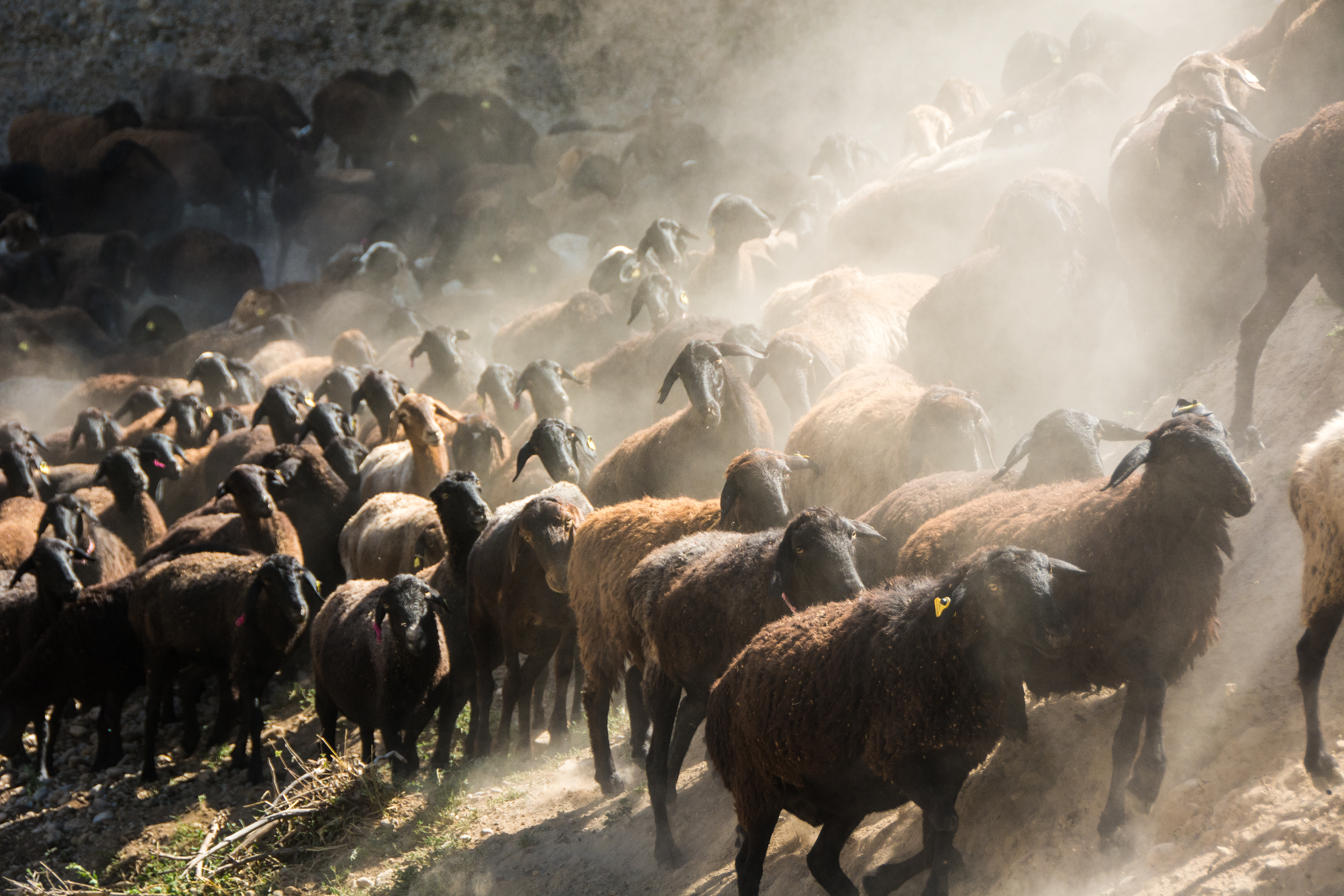 Herd of Edilbay sheep – © Alexreynolds / Shutterstock