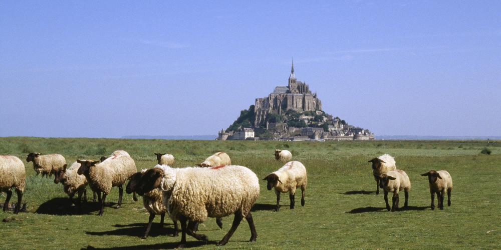 Troupeau de moutons de pré-salé au pied du Mont-Saint-Michel – © Philippe Berthé / Centre des monuments nationaux